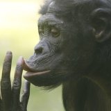 Les grands singes, dont les bonobos, produisent des vocalisations ressemblant au rire lorsqu'ils sont chatouillés ou pendant des jeux brusques, tout comme les enfants humains (archives). KEYSTONE/AP dapd/HERMANN J. KNIPPERTZ